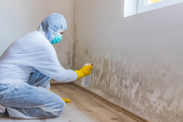 Licensed Mold Remediation service in Fords, NJ - WQB Mold Removal